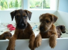 Irish Terrier Puppies.