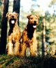 Irish Terriers.