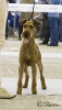 Anluan Prince of Thieves