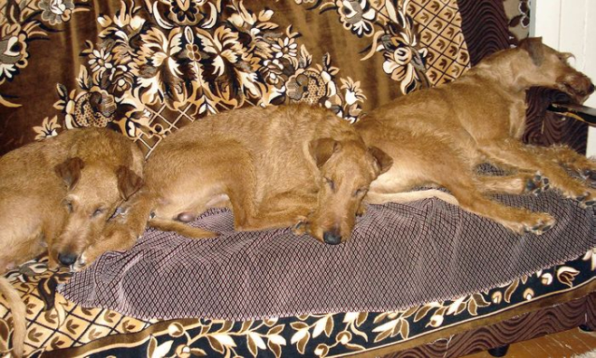 b_679_396_16777215_00_images_stories_druzja_dsc07036.jpg